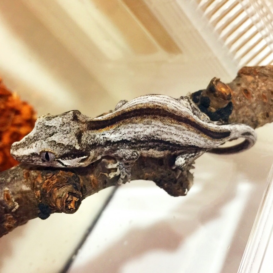 ジョージのカバー写真