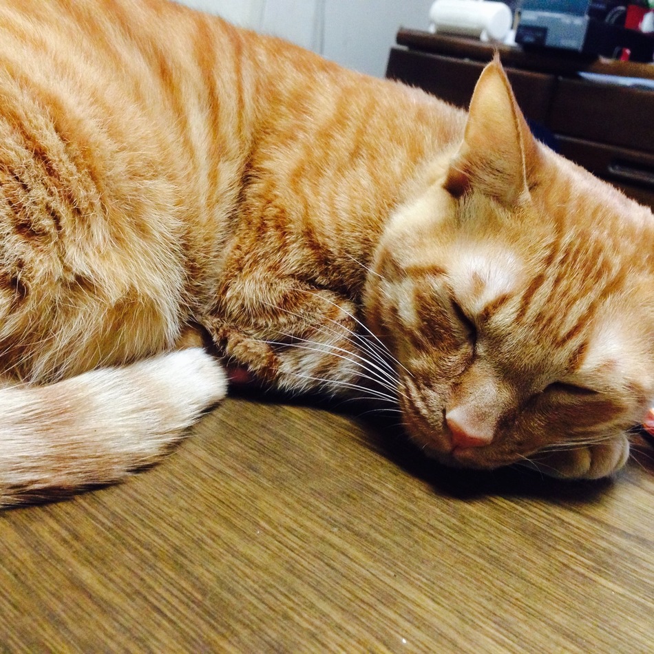 みかんのカバー写真