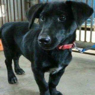 この子の家族を探しています