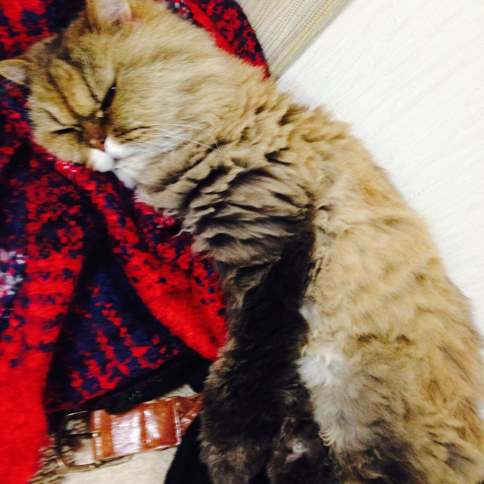 モコのカバー写真