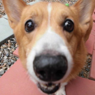 緊急！！どなたか里親になって下さい