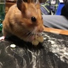 クロフネ