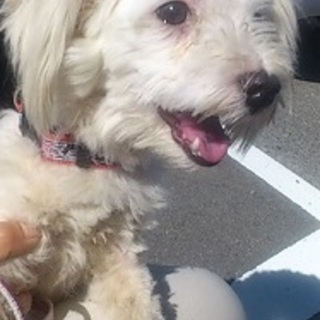 保健所から出たばかりの　甘えんぼマルチーズ君