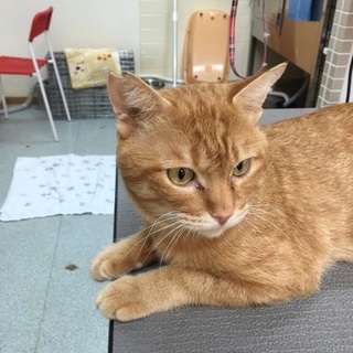 性格バツグン　茶トラのチャー坊