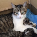 子猫の里親さんになって下さい。