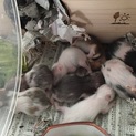 ゴールデンハムスターの赤ちゃんが産まれました