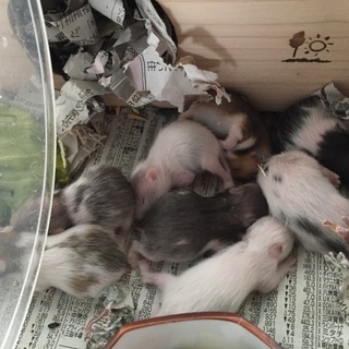 ゴールデンハムスターの赤ちゃんが産まれました