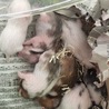 ゴールデンハムスターの赤ちゃんが産まれました サムネイル2