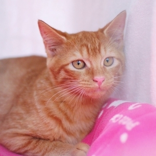 茶トラ女の子♡えーちゃん