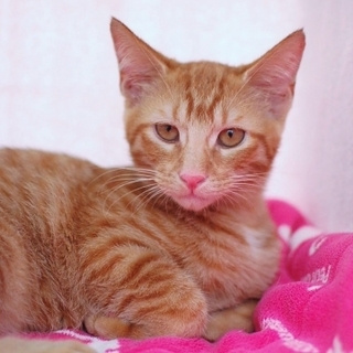 茶トラ女の子♡びーちゃん