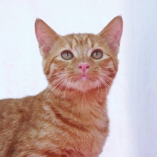 茶トラ女の子♡しーちゃん