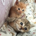 可愛い子猫のきょうだい二匹です。