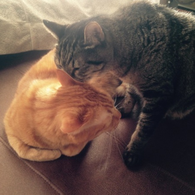 くげやしのカバー写真