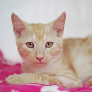 茶トラ女の子♡ディーちゃん