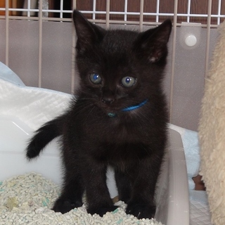 野良の子猫コバルト君の里親募集
