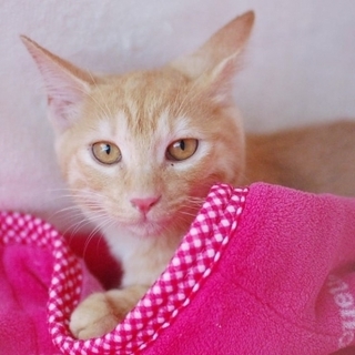 茶トラ女の子♡えふちゃん