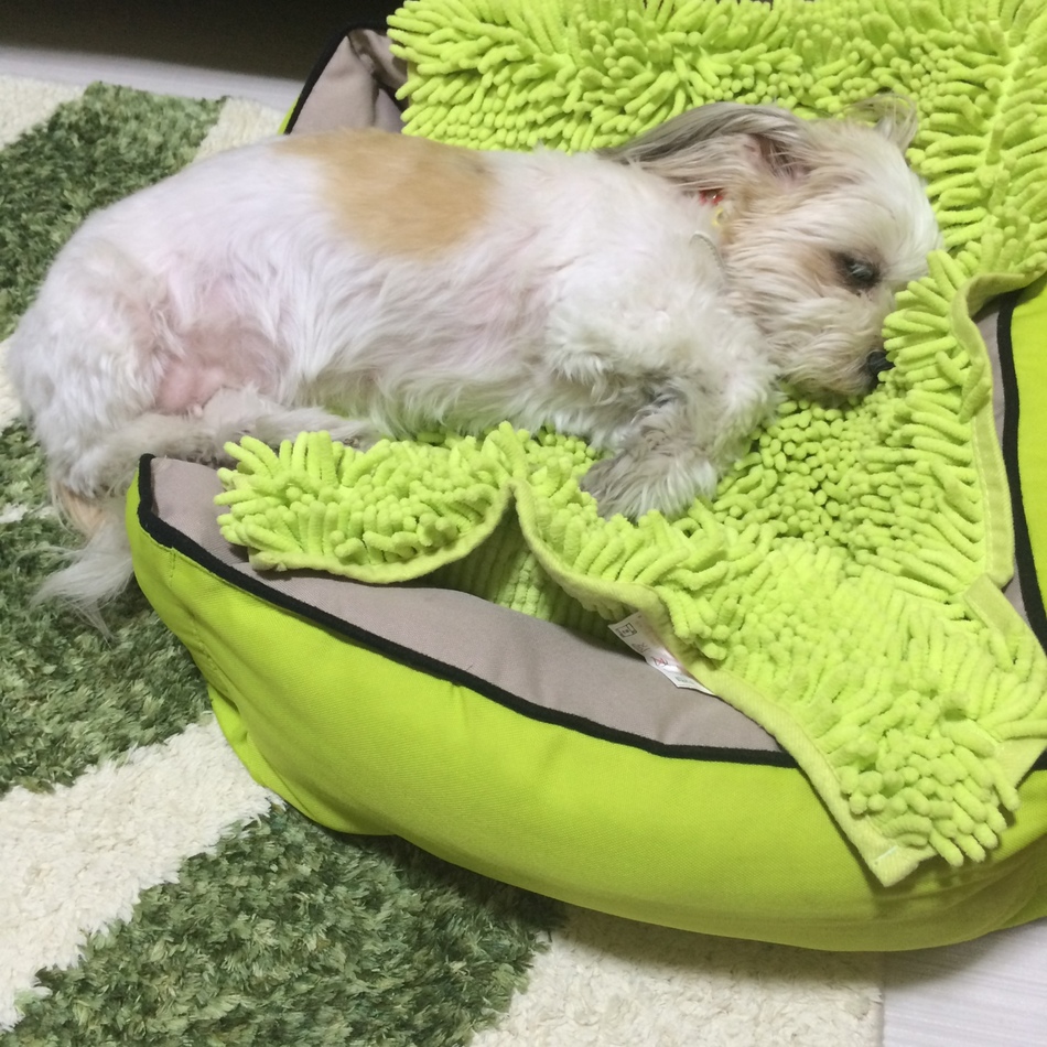 ルルのカバー写真