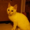 可愛くてきれいな子猫 サムネイル3