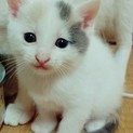 白多め❗パステル三毛の女の子
