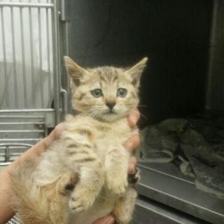 フワフワの可愛い女の子。まいちゃんを助けてあげて！