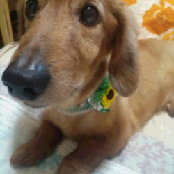 第9回アイドッグ里親会 サムネイル2