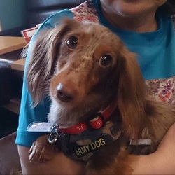 第9回アイドッグ里親会 サムネイル3