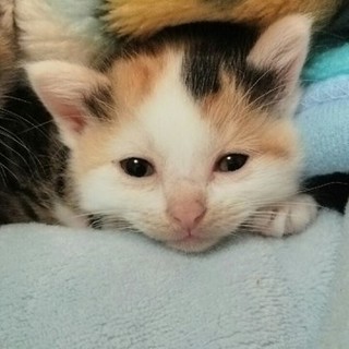 白多め❗ぶちゃ顔三毛の女の子