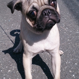 生後半年の男の子です