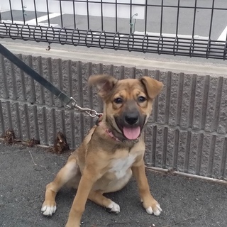 おてんばですが可愛いですよ！