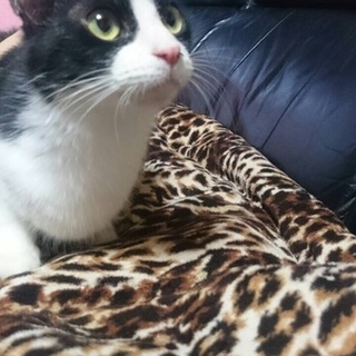 黒と白模様のメス猫ちゃん