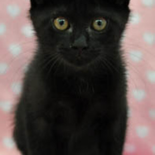 黒猫の子猫★くろすけ君