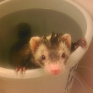 可愛いがってくれる方へ