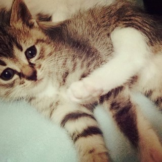 のんびりマイペースなサバ白の女の子