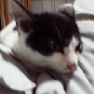 大人しい子猫です！