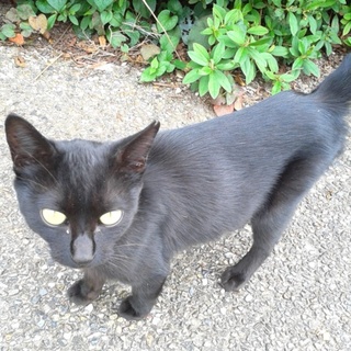 人懐っこいです