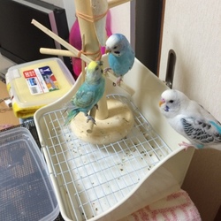 「ありがとう…」サムネイル2