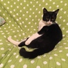 ソファーは私の場所よ！