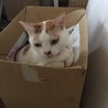 その下に入っているの、売り物なんですけど。。(^◇^;)