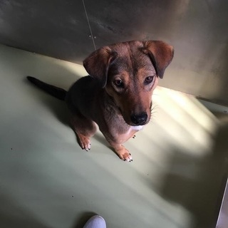 人が大好き、お座りできます。まだ2歳の女の子です。