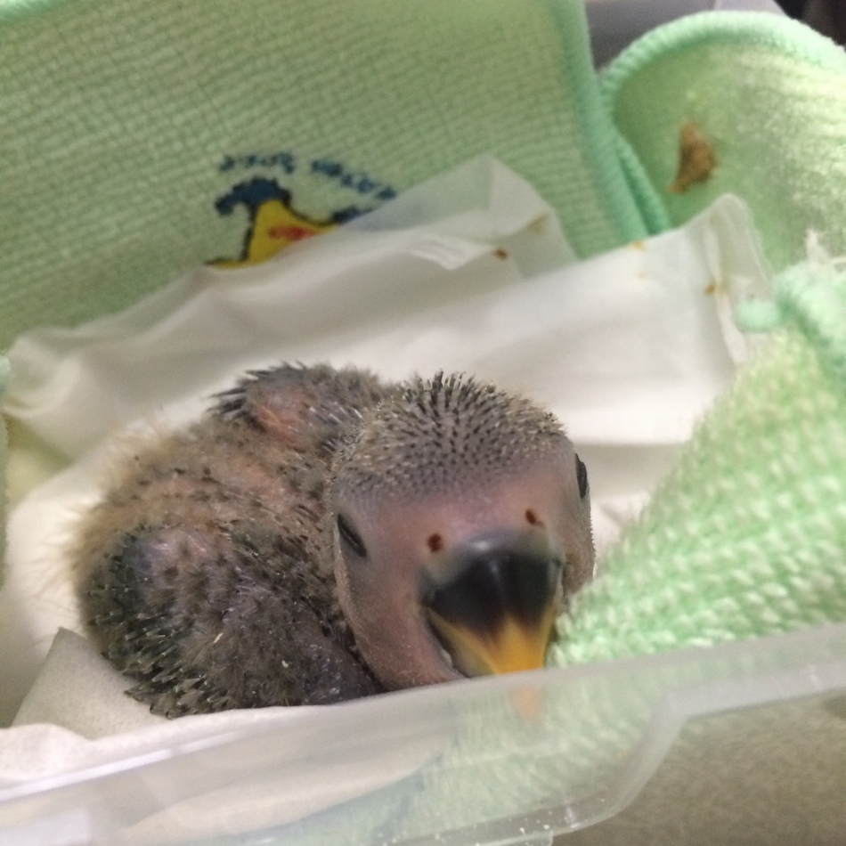 ひなのカバー写真