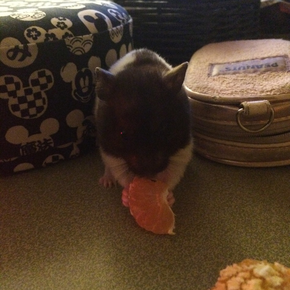 パンのカバー写真