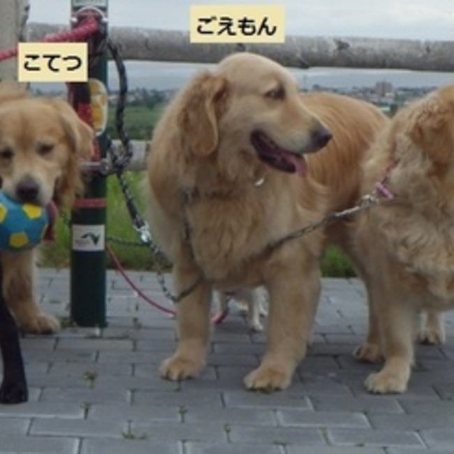 WON　ぱんち のカバー写真