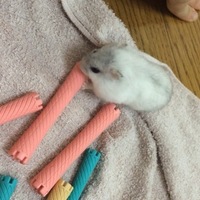 はみ