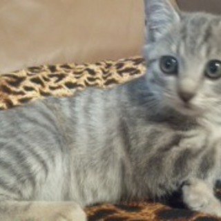 ミントくん　かわいい男の子