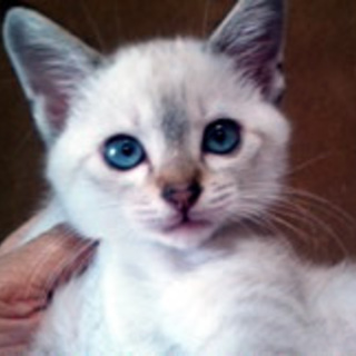 トッポくん　ブルーアイの男の子