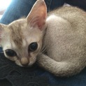世界最小♪人懐っこいシンガプーラの赤ちゃん☆