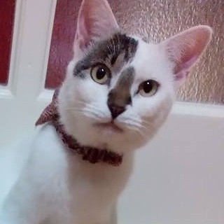 うちのタマ知りませんか?似。甘え上手の女の子。