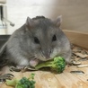 ポテト大福