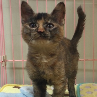 センター収容サビの女の子 