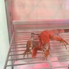 有難うございました。 サムネイル2